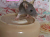 Beautiful mixed gender baby rats