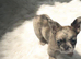 Kc Fluffy French Bulldogs