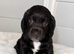 cocker spaniel puppies for sale