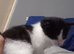 Male kitten