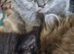 British short haired cross maine coon kitten for sale