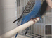 Baby boy split for blackwing