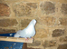 Stunning Fantail cock bird