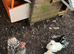 Hens POL