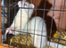 Albino jill