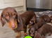 For sale is my dachshund puppies