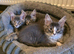 Maine Coon TICA registered Champiom Bloodline Kittens for Sale