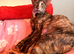 Beautiful Siamese & Oriental Kittens Looking for Their Forever Homes