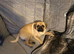 I have a Puggle puppy 11months old
