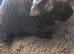 1 skinny pig boy to reserve
