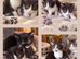 *Kittens Ready To Leave Now*