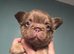 KC Fluffy French Bulldog Puppies