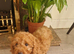 Toy fox Red Cavapoo