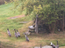 Runner Ducks for Sale