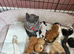 Stunning kittens ready to leave now