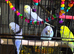 Baby budgies Glasgow