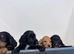 COCKER SPANIEL PUPPIES