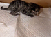 1 lovely little male kitten