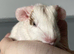 2 Boars & 1 Sow Avalible