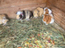 Guinea pigs
