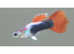 Mixed guppies 2-3 cm; Small size guppy Fry. Fast delivery within mainland UK. in Croydon