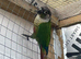 Proven breeding conure pair