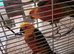 Pair of jenday conures