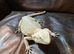 Male bearded dragon ( Rescue )