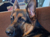 Gorgeous German Shepherd boy