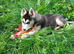 Siberian husky puppies