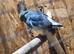 Blue female kakariki