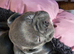Stunning chunky French Bulldogs