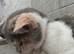 Beautiful TICA REG 7 months old Blue And White Tortie British Shorthair Girl