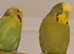 Breeding pairs of budgies
