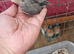 Cockatiels for sale