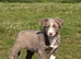 Beautiful Border Collie puppies for sale