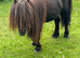 Registered Shetland stallion