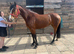 Stunning 3year old Connemara 15hh