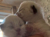 2 beautiful ragdoll boys left