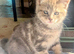 For Sale 2 Gorgeous Grey Tabby Kittens