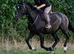 16.1 Registered Irish Draught Gelding
