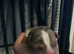 Staffordshire bull terrier pups available