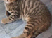 SAVANNAH KITTEN