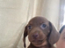 X2 Dachshund Puppies left