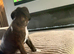 1 KC BOXER BRINDLE GIRL LEFT