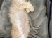 Maine Coon 3/4 Cross Kittens