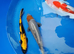 koi carp HIGH GRADE