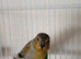 One baby siskin mule cock bird