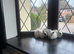 Dwraf bunnies for sale