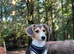 14 week male Beagle x Sheltie Collie